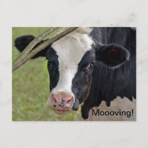 Cow for Moving Announcement Postcard