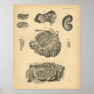 Cow Goat Sheep Anatomy 1908 Vintage Print