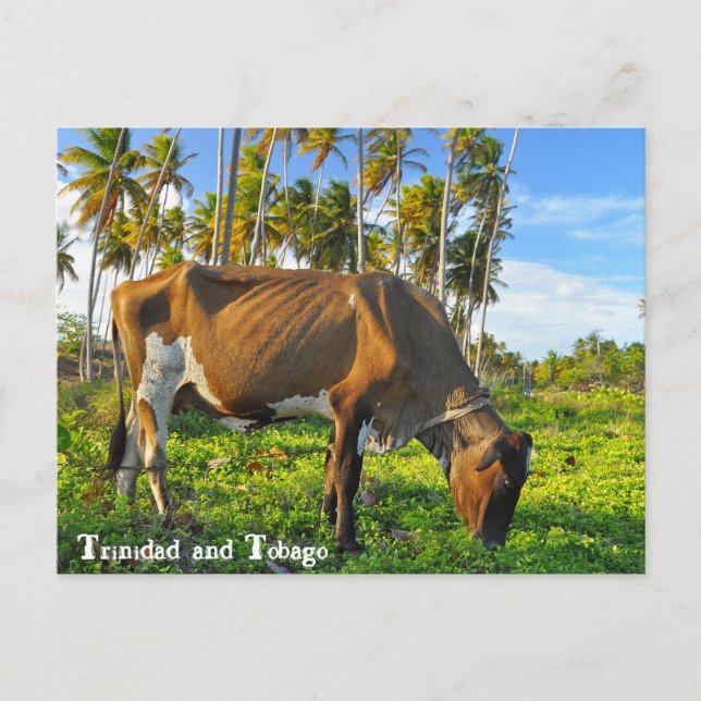 Cow Grazing Amongst Coconut Trees Postcard (Front)