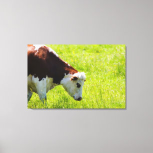 Cow grazing in a field, Loire Valley, France Canvas Print