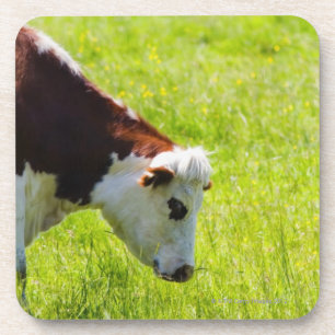 Cow grazing in a field, Loire Valley, France Coaster