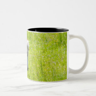 Cow grazing in a field, Loire Valley, France Two-Tone Coffee Mug
