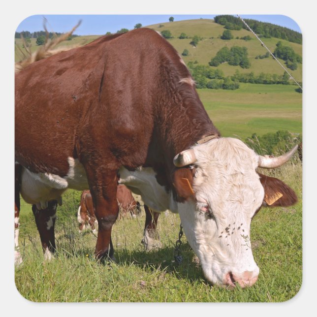Cow grazing in French Alps Square Sticker (Front)