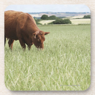Cow grazing in meadow coaster