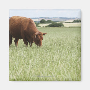 Cow grazing in meadow magnet