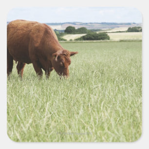 Cow grazing in meadow square sticker