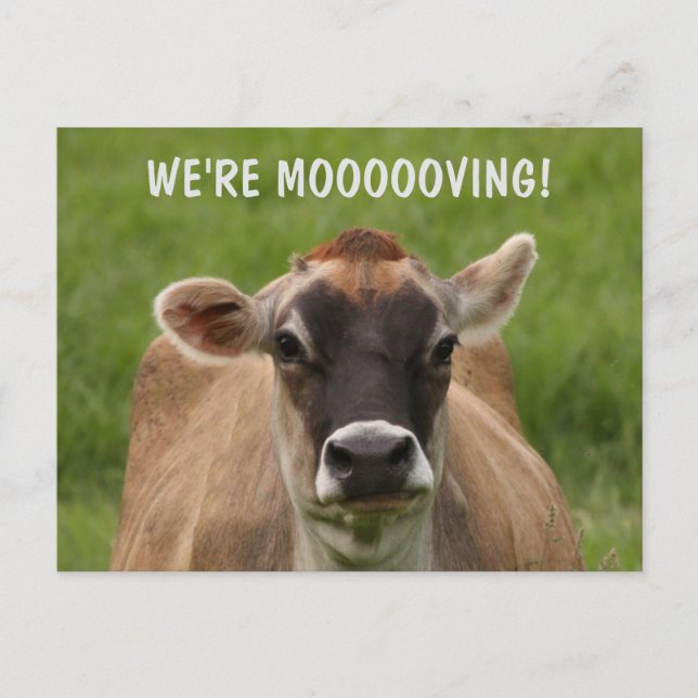 Cow Humour Moving Postcard (Front)