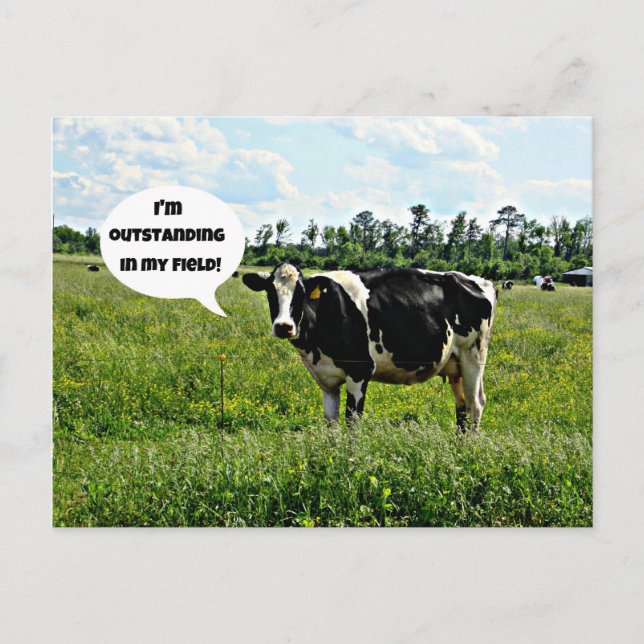 Cow Humour Postcard (Front)
