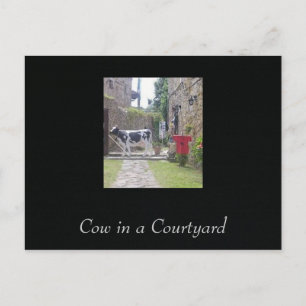 Cow in a Courtyard Postcard
