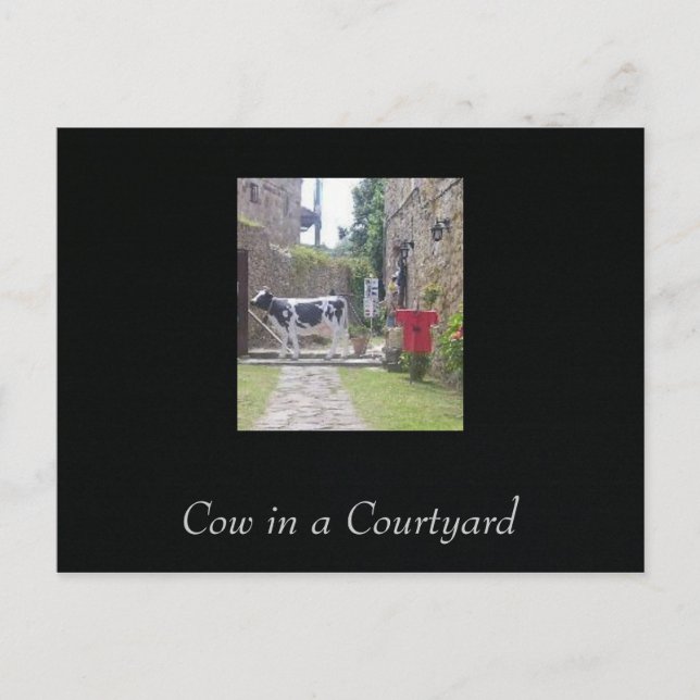 Cow in a Courtyard Postcard (Front)