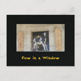 Cow in a Window Postcard