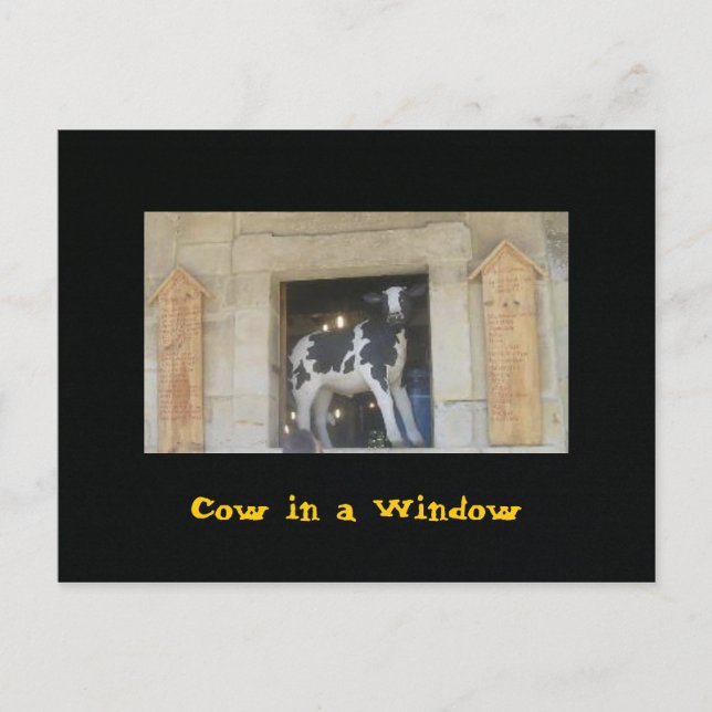 Cow in a Window Postcard (Front)