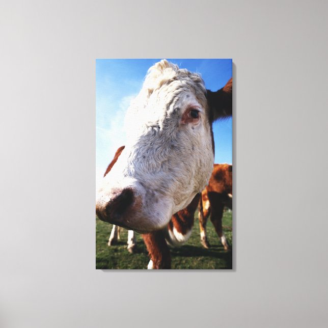 Cow in field, close-up canvas print (Front)