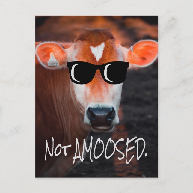 Cow in Sunglasses Not aMOOsed Cute Funny Postcard (Front)