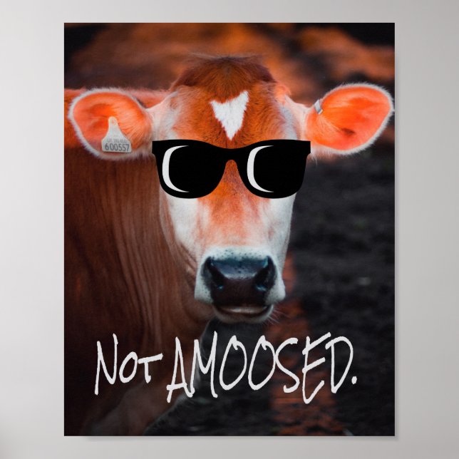 Cow in Sunglasses Not aMOOsed Cute Funny Poster (Front)