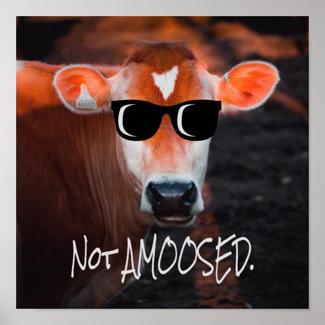 Cow in Sunglasses Not aMOOsed Cute Funny Poster (Front)