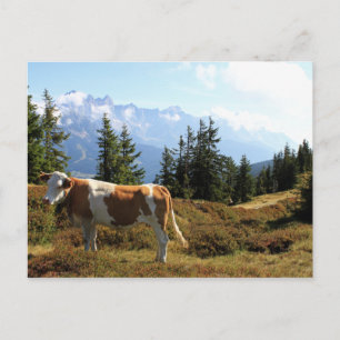 Cow in the Austrian Alps Postcard