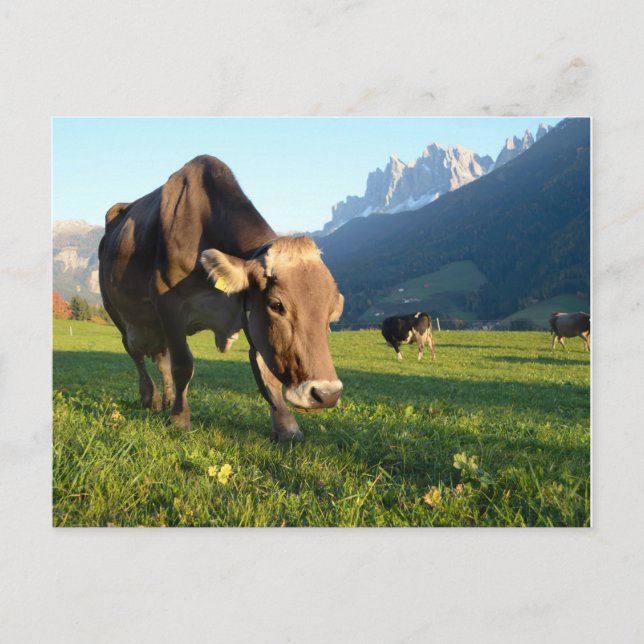Cow in the Dolomites postcard (Front)