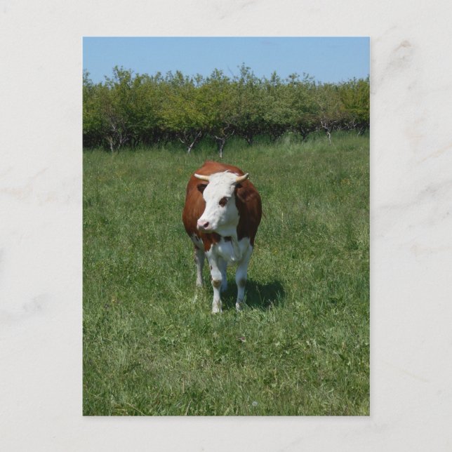 Cow In The Pasture Postcard (Front)