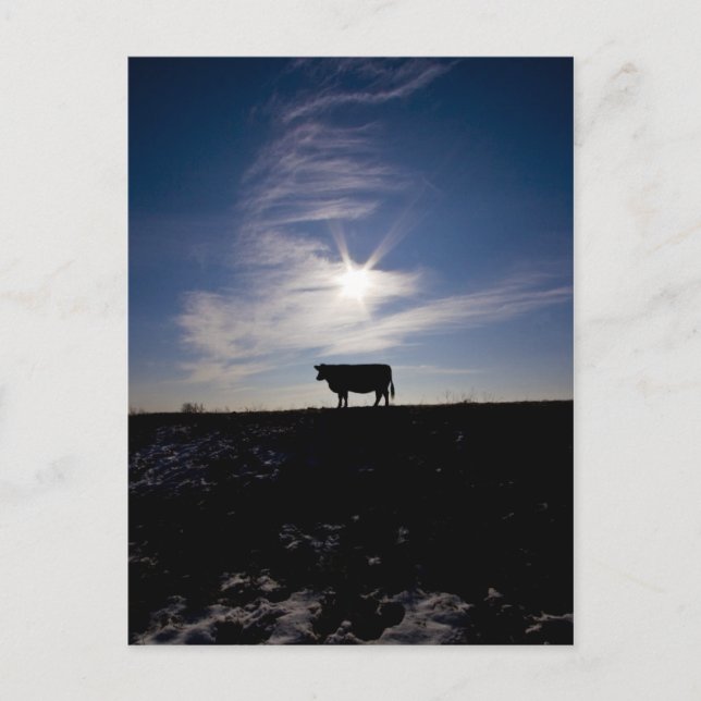 cow in the sun postcard (Front)