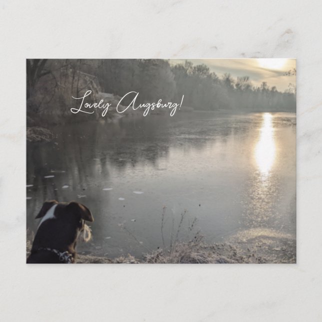 cow lake in the morning with dog in Augsburg Postcard (Front)