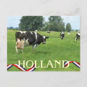 Cow looking at You Holland Cows Postcard