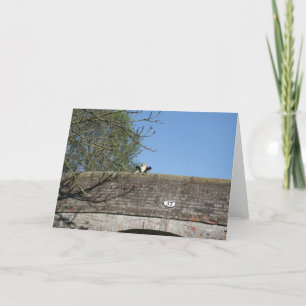 Cow Looking over Bridge Llangollen Canal Notecard