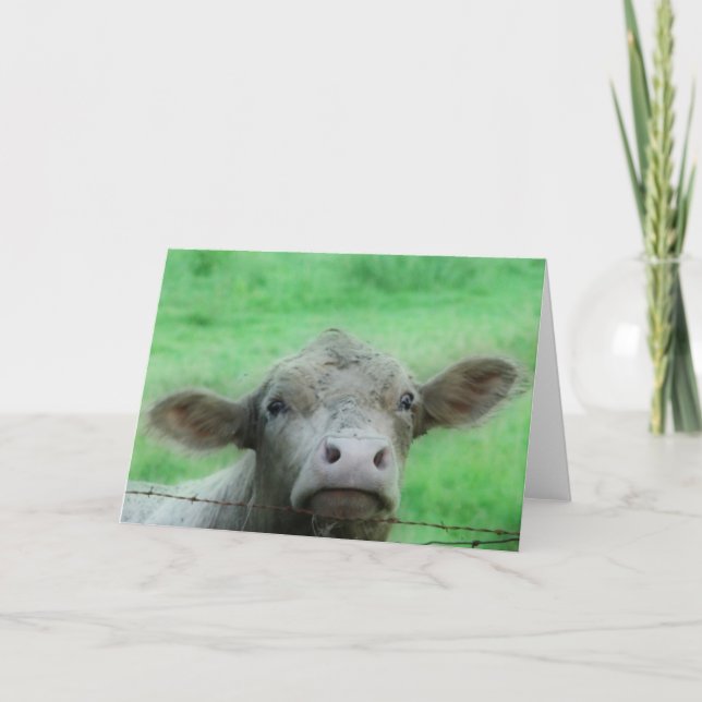 Cow Looks Over Fence All Occasions  Card (Front)