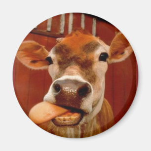 cow magnet