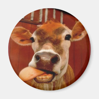 cow magnet