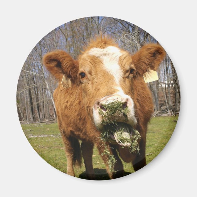 Cow Magnet (Front)