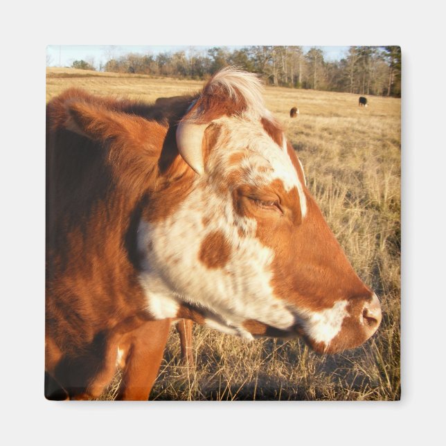 Cow magnet: Fancy Magnet (Front)
