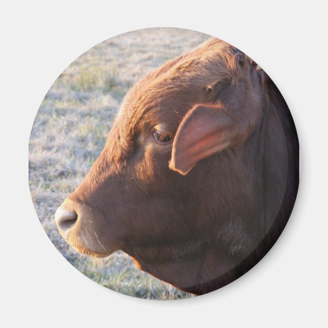 Cow magnet: The Bull Magnet (Front)