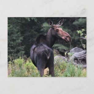 Cow Moose Postcard