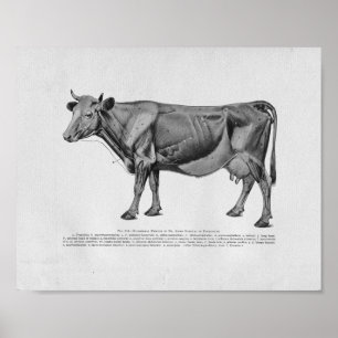 Cow Muscle Anatomy Vintage Print