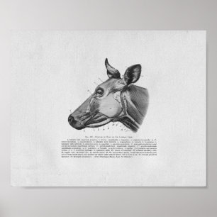Cow Muscle Anatomy Vintage Print