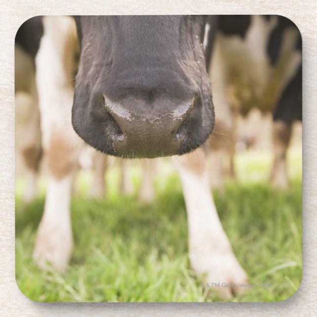 Cow nose coaster (Front)