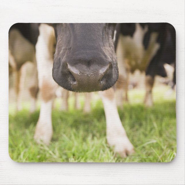 Cow nose mouse mat (Front)
