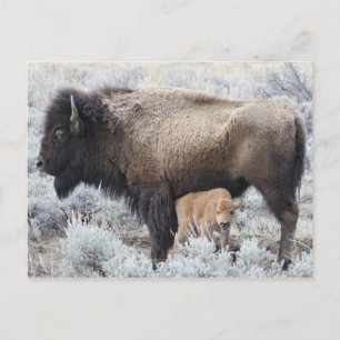 Cow Nursing Bison Calf, Yellowstone Postcard