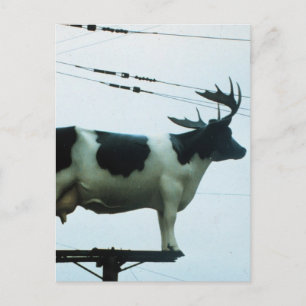 Cow on a Telephone Pole Postcard