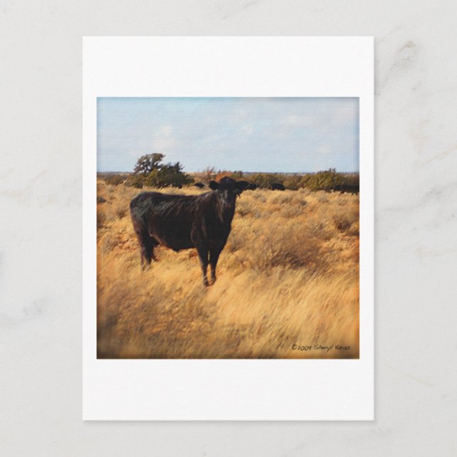 Cow on the Range Postcard (Front)
