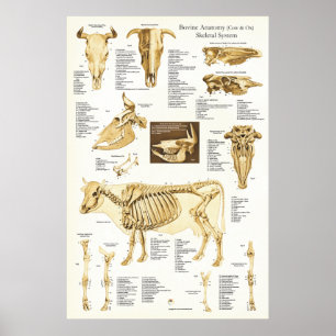 Cow Ox Bovine Skeletal Anatomy Poster
