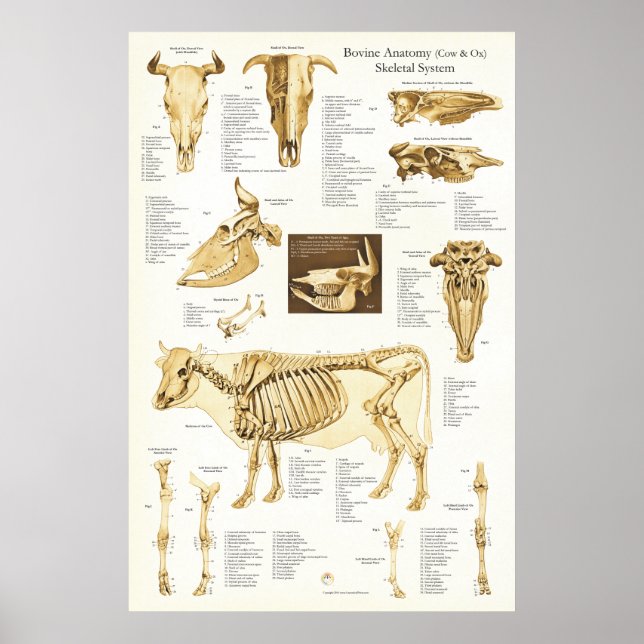 Cow Ox Bovine Skeletal Anatomy Poster (Front)