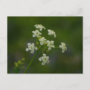 Cow Parsley Flower Postcard