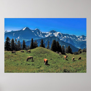 Cow Pasture in the Alps Poster