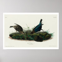 Cow-pen Bird by Audubon Poster