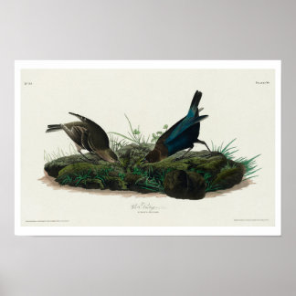 Cow-pen Bird by Audubon Poster