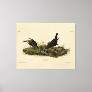 Cow-pen Bird (Cowbird) Audubon's Birds of America Canvas Print