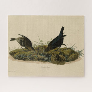 Cow-pen Bird (Cowbird) Audubon's Birds of America Jigsaw Puzzle