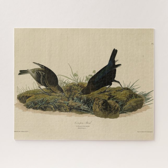 Cow-pen Bird (Cowbird) Audubon's Birds of America Jigsaw Puzzle (Horizontal)